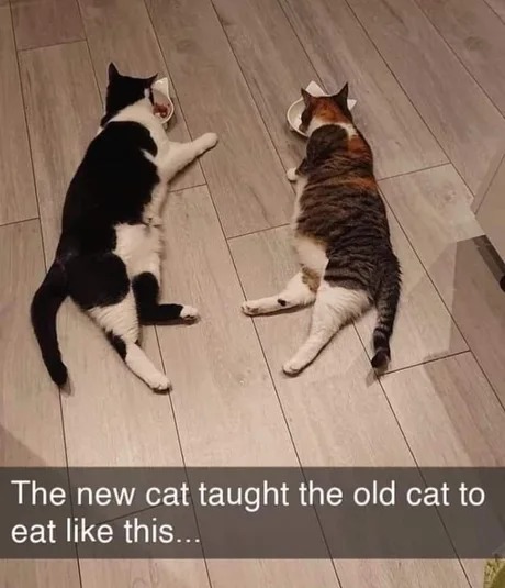 Cat lesson - meme