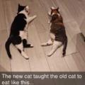 Cat lesson