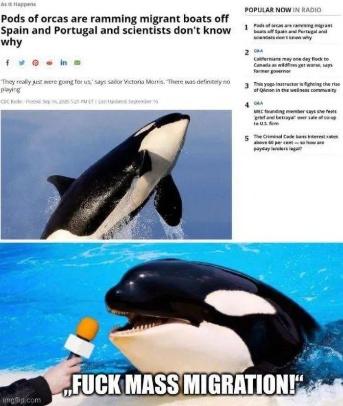 Based orcas - meme