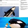 Based orcas