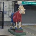 Cursed Bart cow