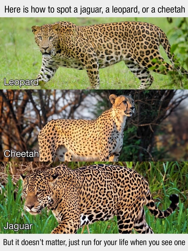 Jaguar, cheetah or leopard? Doesn’t matter, run bro - meme