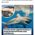 Florida cocaine sharks meme