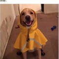 Raincoat doggo