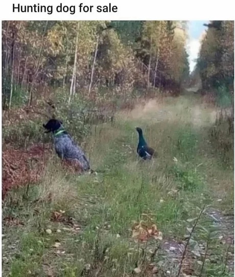 Hunting dog for sale - meme