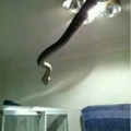 “there’s  a snake in my bathroom” lol