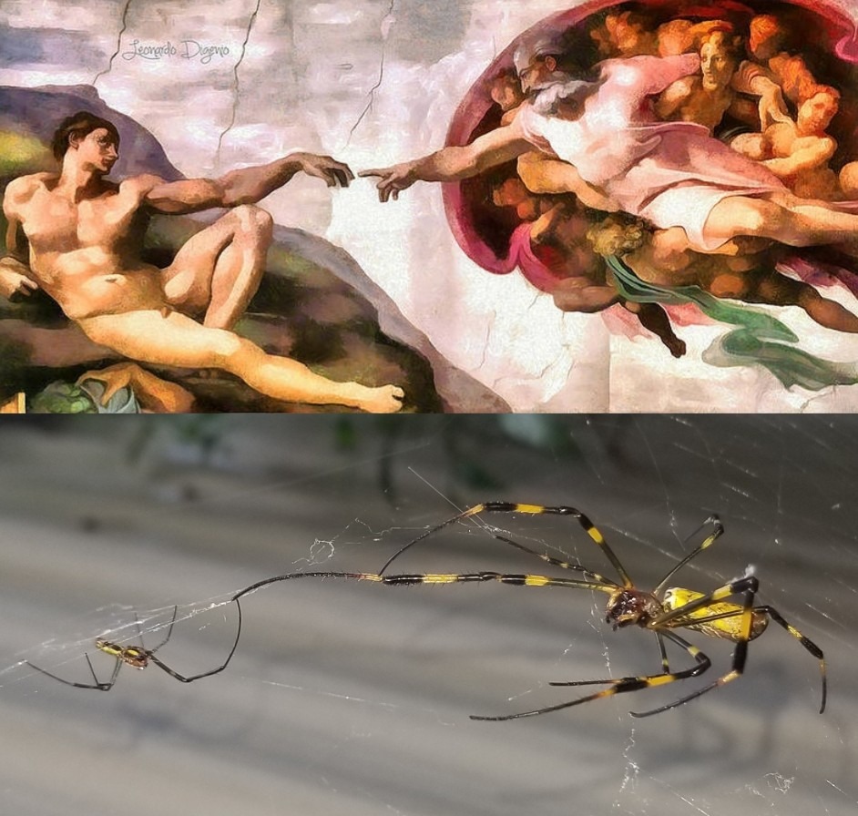 The Creation of Spider - meme