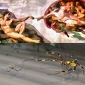 The Creation of Spider