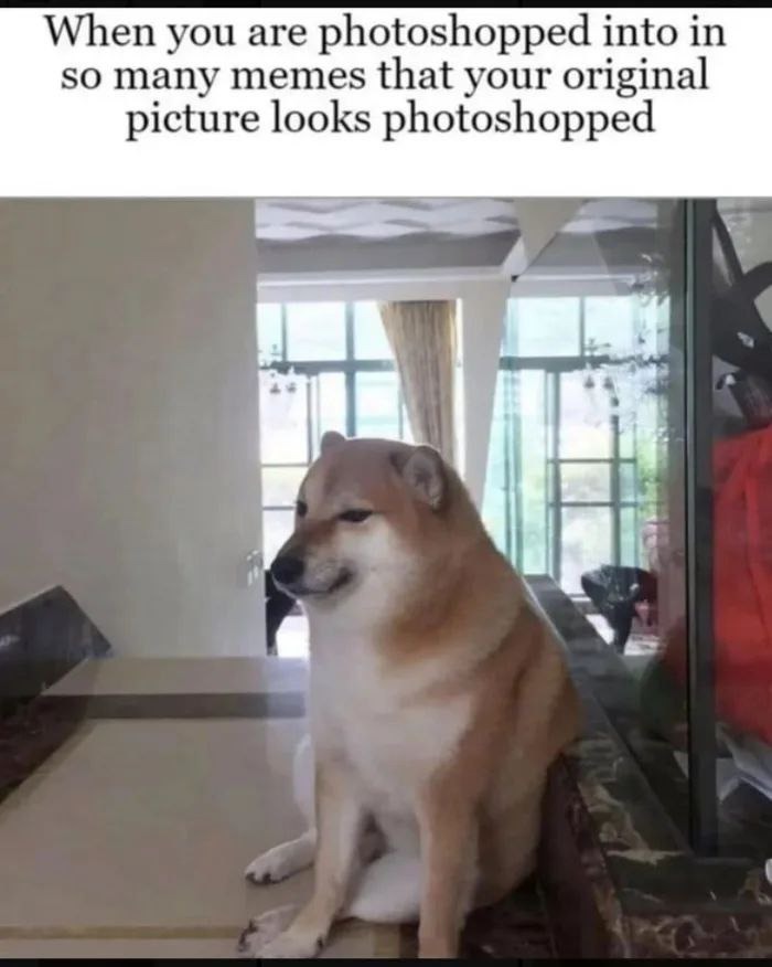 original dog meme