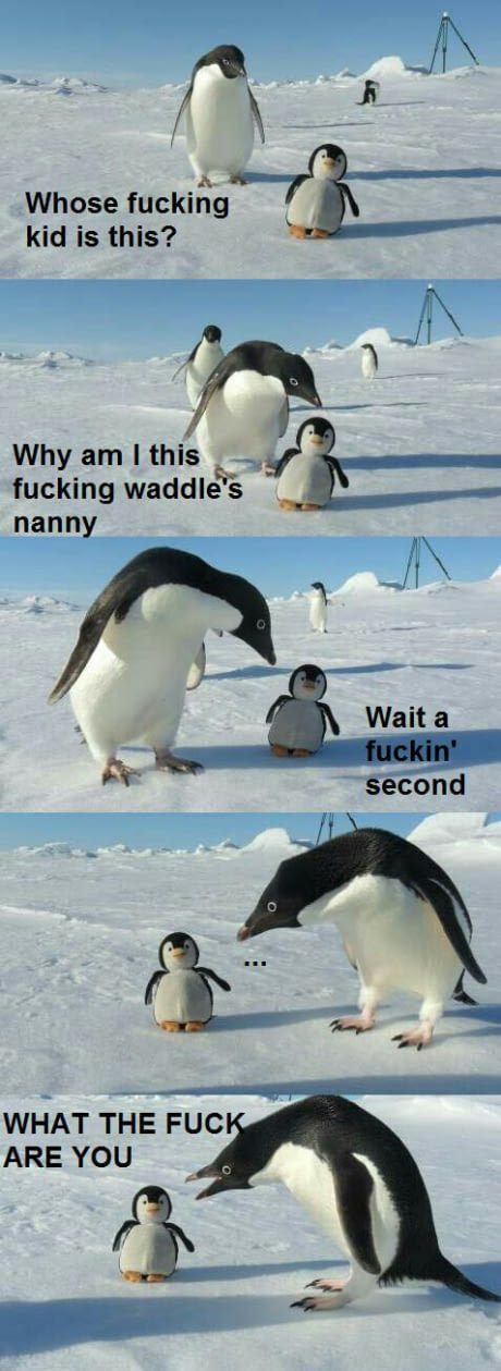 Damn penguins - meme