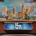 News About Foxes
