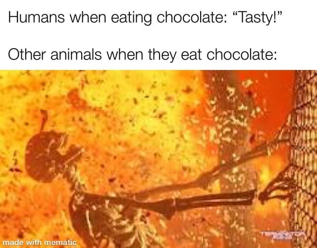 Animals and chocolate - meme