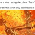 Animals and chocolate