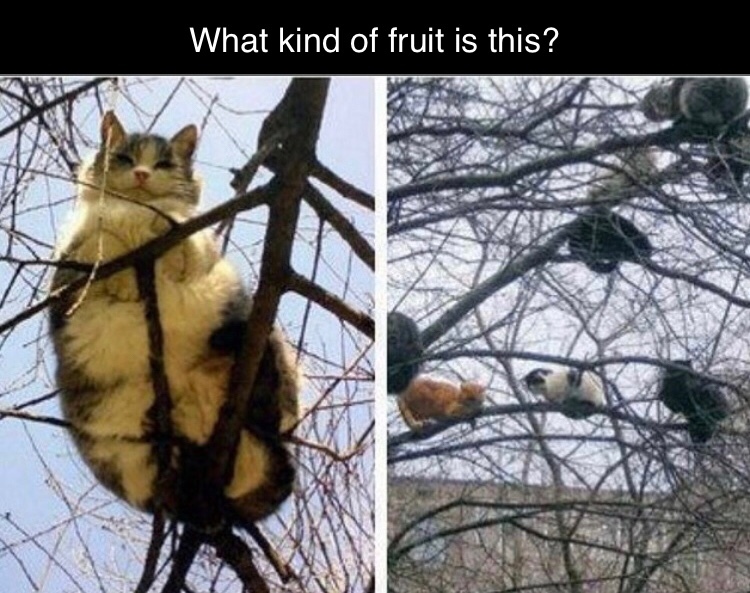 fresh pussy right of the tree - meme