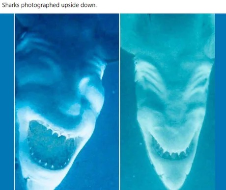 Sharks upside down - meme