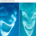 Sharks upside down