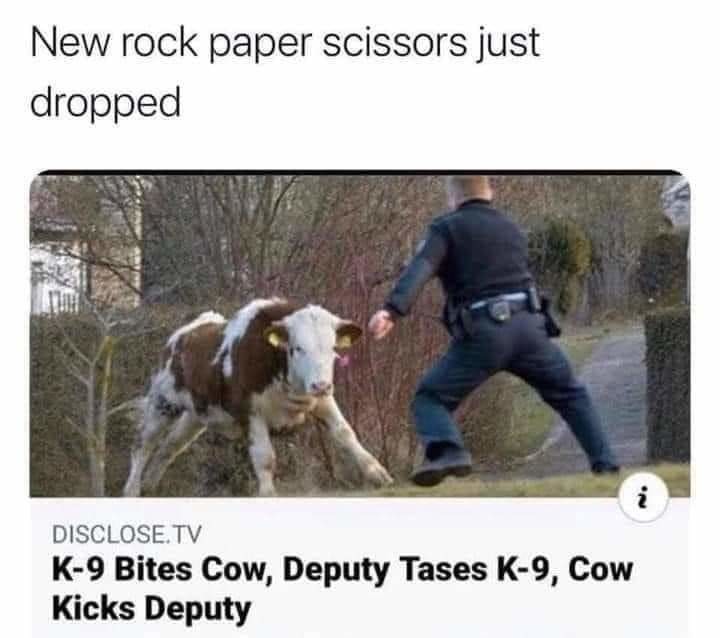 funny cow news article meme
