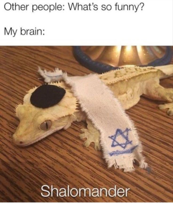 Novagecko judia - meme