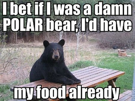 At least polar bear didn't get a movie. - meme