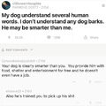 Doggos are smarter than humans