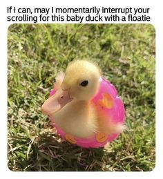 Honestly not enough duck content in here - meme