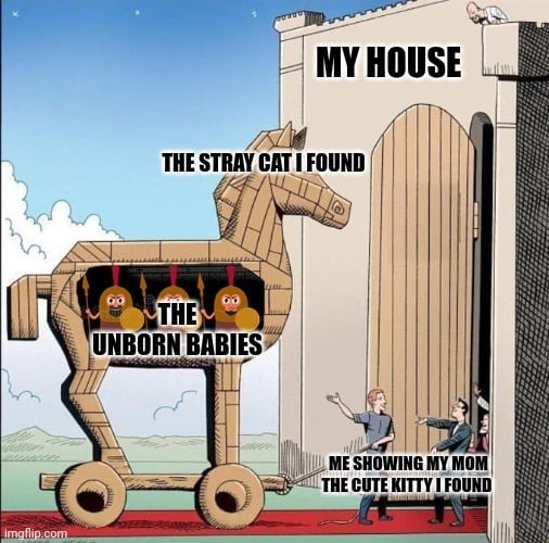 The story of my adopted cat - meme