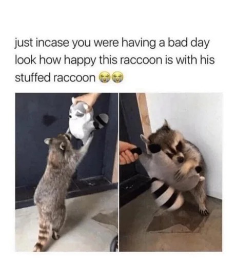 Wholesome raccoon - meme