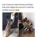 Wholesome raccoon