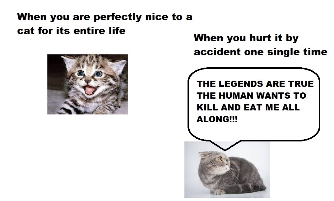 Living with cats - meme