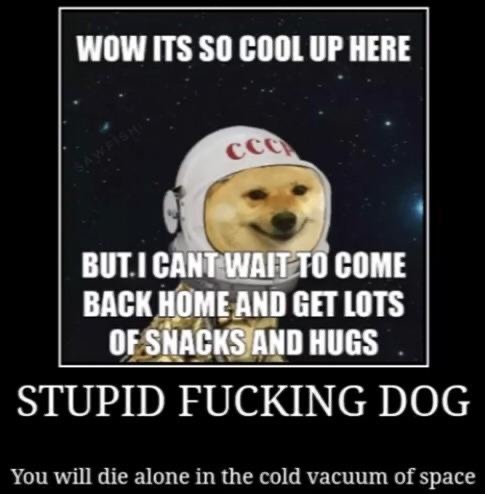 dumb dog - meme