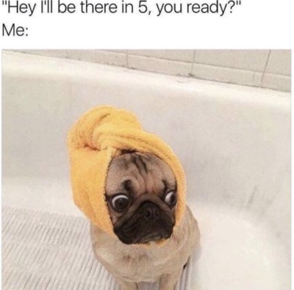 Pug being fancy in a towel roll - meme
