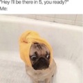 Pug being fancy in a towel roll
