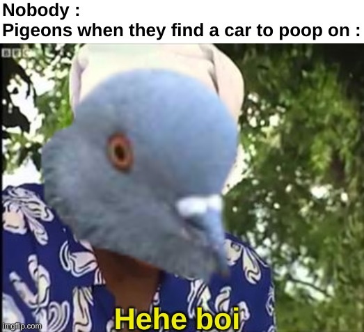pigeon shits on car - meme