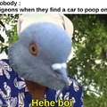 pigeon shits on car