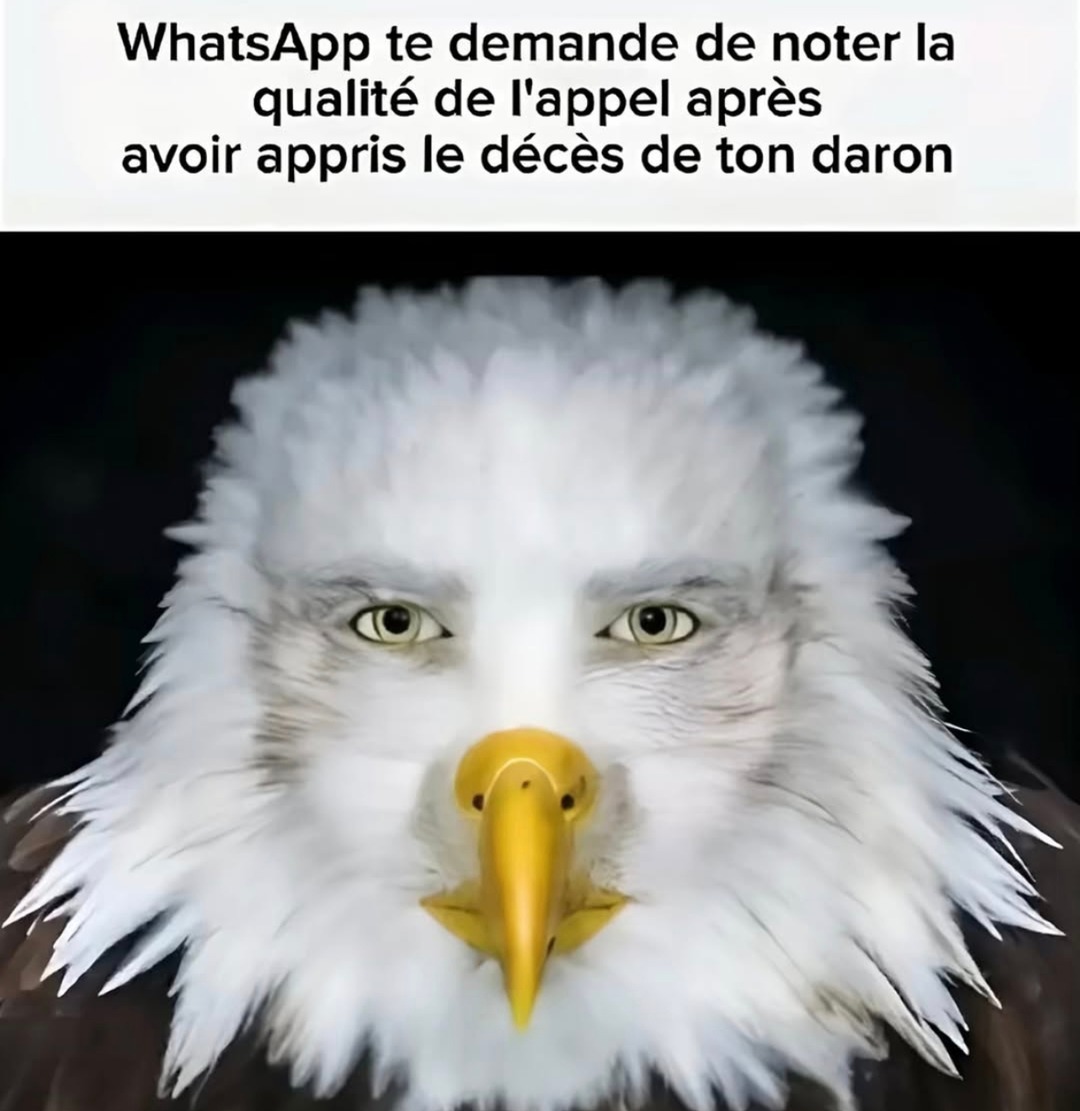 WhatsApp qui demande ton avis 2 min après ta tragédie familiale - meme