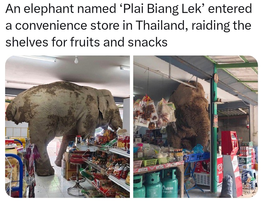﻿An elephant named ‘Plai Biang Lek’ entered a convenience store in Thailand, raiding the shelves for fruits and snacks uL