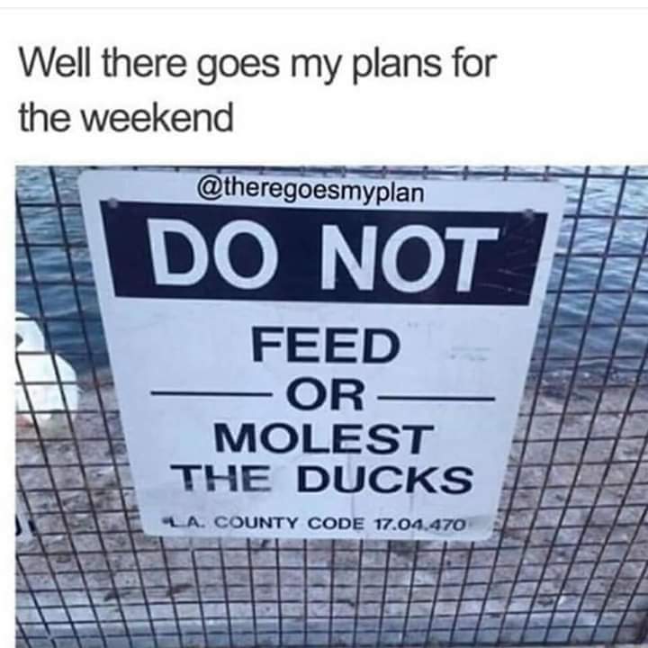 Ducks ducks.... - meme