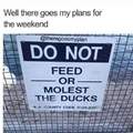 Ducks ducks....
