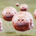 Blob cats