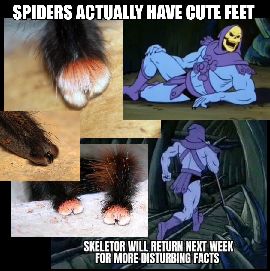 spiderfeet - meme