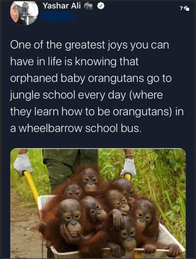Orangutans go to jungle school, that is wholesome - meme