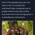 Orangutans go to jungle school, that is wholesome