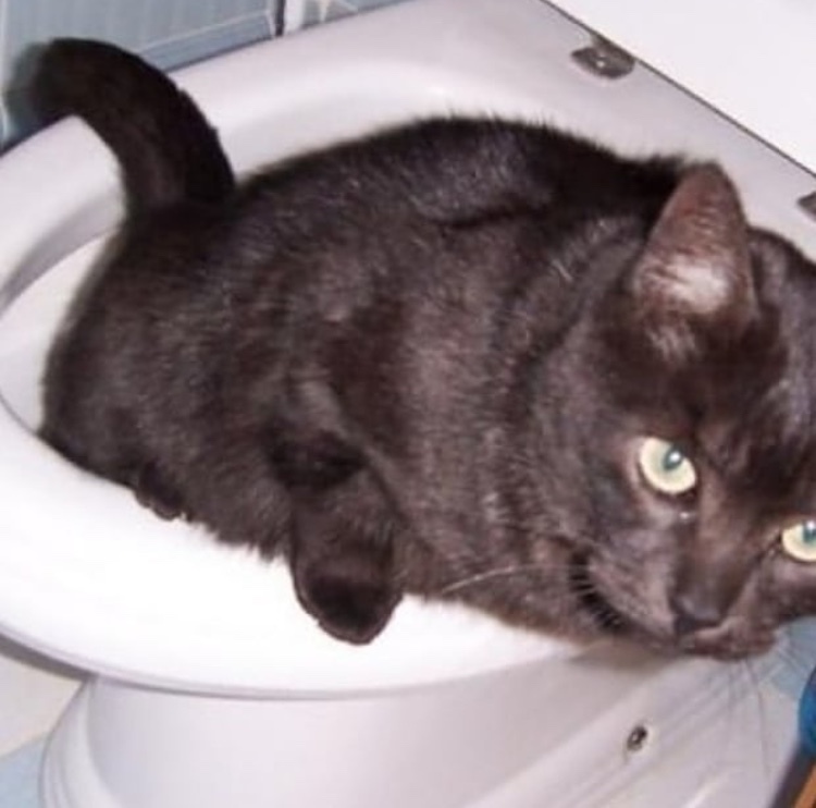 toilet cat - meme