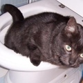 toilet cat