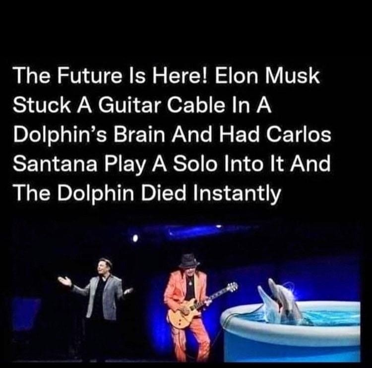 dongs in a dolphin - meme