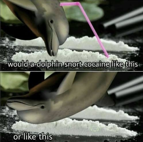 dolphins - meme