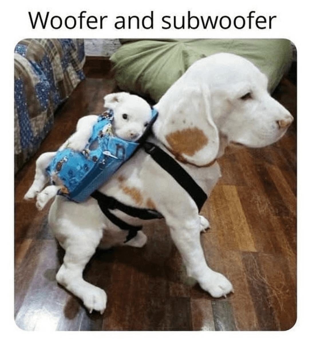 Introducing: Woofer and Subwoofer - meme
