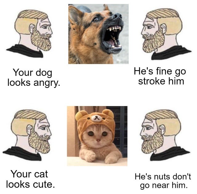 Dogs vs cats - meme