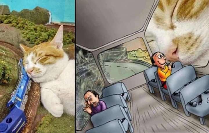 Gatos vão dominar o mundo - meme