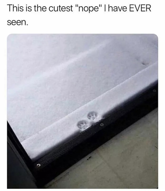 Nice try cat, but it's cold - meme